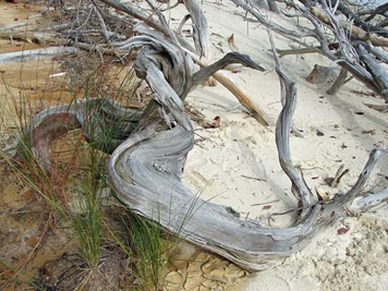 Natural driftwood on a Chesapeake Bay tributary