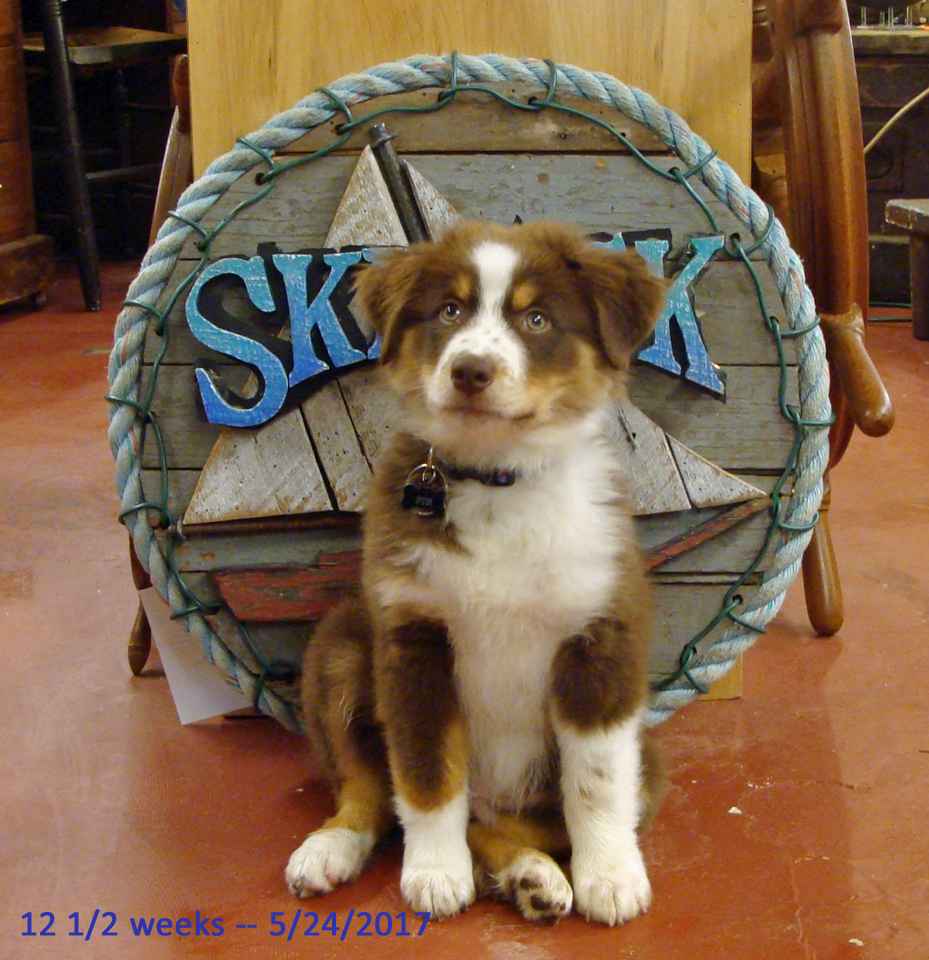 Fin at 12 weeks, Skipjack Nautical Wares shop puppy