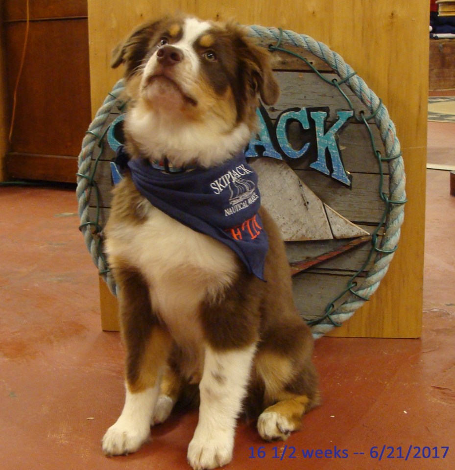 Fin at 16 weeks, Skipjack Nautical Wares shop puppy