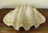 Giant  Late 19th Century Clam Shell, top view of clam shell end