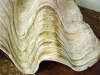 Giant  Late 19th Century Clam Shell, closeup of bivalve