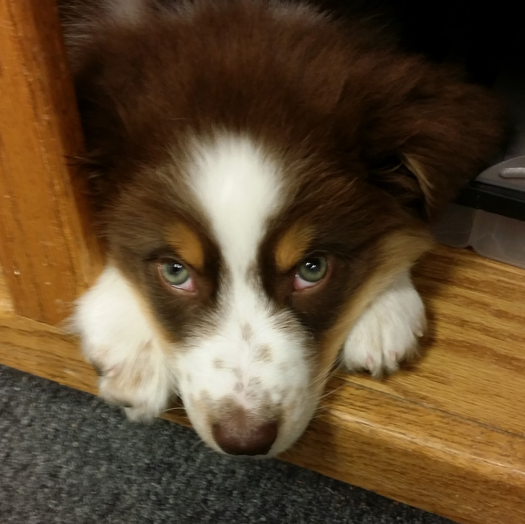 Lounging at (under) his desk, Skipjack Nautical Wares shop puppy