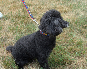 CODE FLAGS ON RED WEBBING AS MODELED BY ROCKY