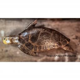 Carved Wood Loggerhead Sea Turtle by Adam Pearson