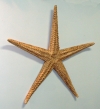&quot;Large Starfish&quot; folk art carving by J P Johnson -- 39&quot;