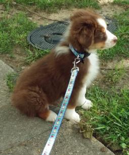 Nautical Dog Collars, 3/4" wide -- many designs!!