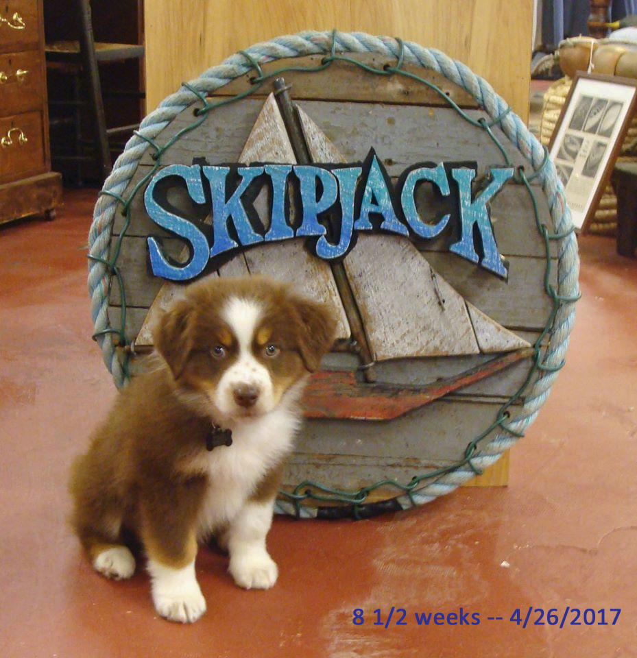 Fin at 8 weeks, Skipjack Nautical Wares shop puppy