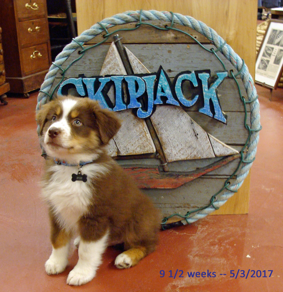 Fin at 9 weeks, Skipjack Nautical Wares shop puppy