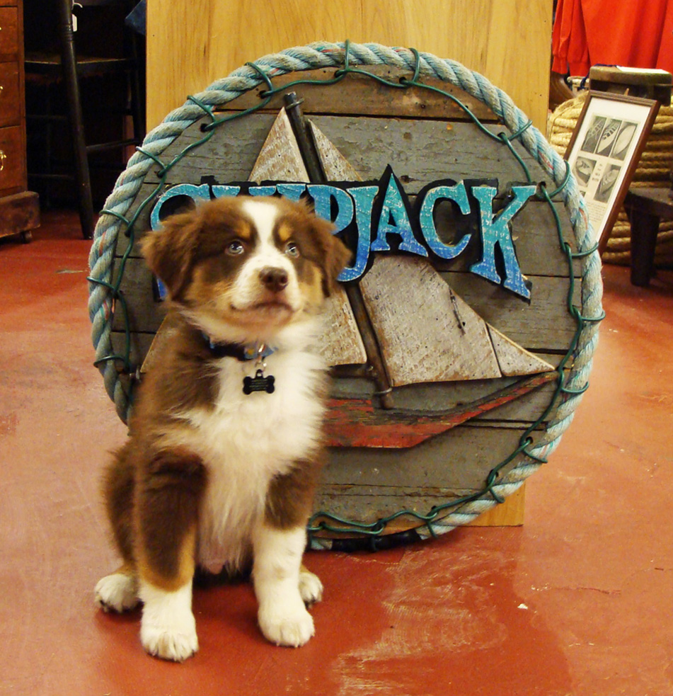 Fin at 10 weeks, Skipjack Nautical Wares shop puppy