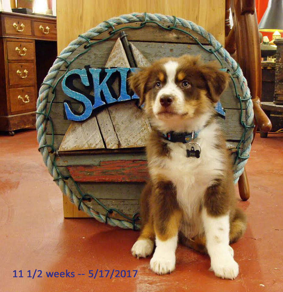 Fin at 11 weeks, Skipjack Nautical Wares shop puppy