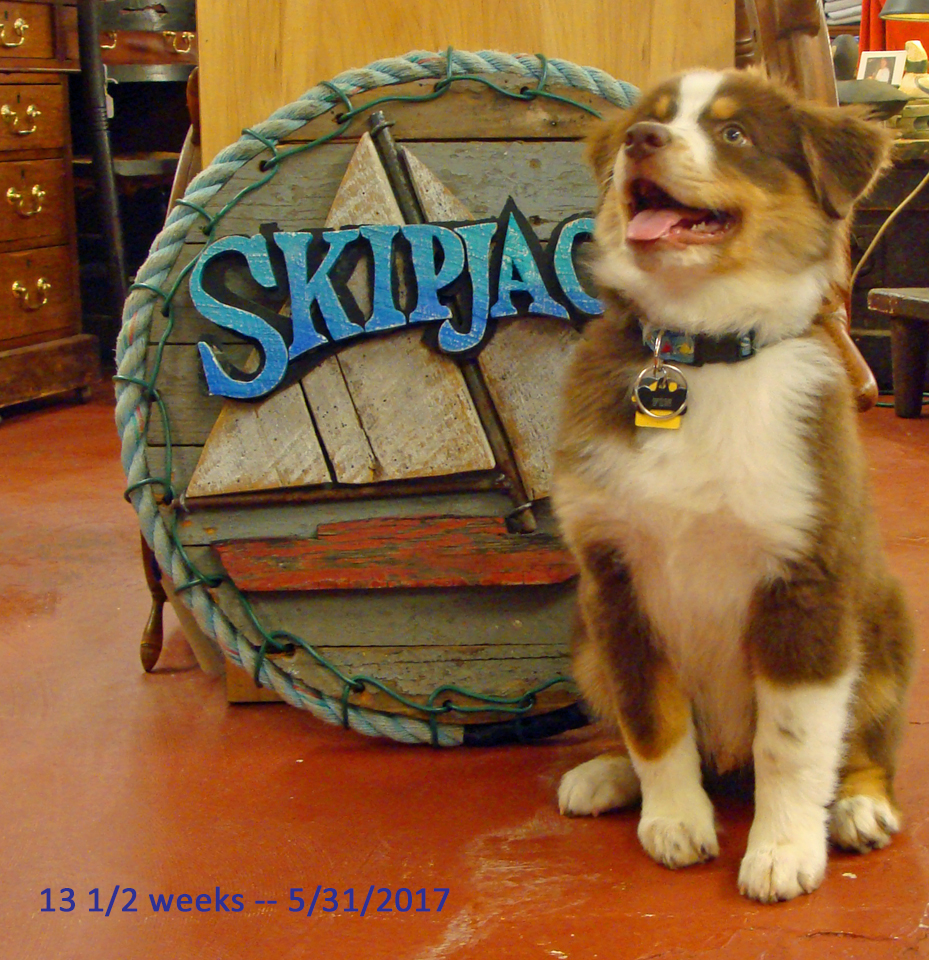 Fin at 13 weeks, Skipjack Nautical Wares shop puppy