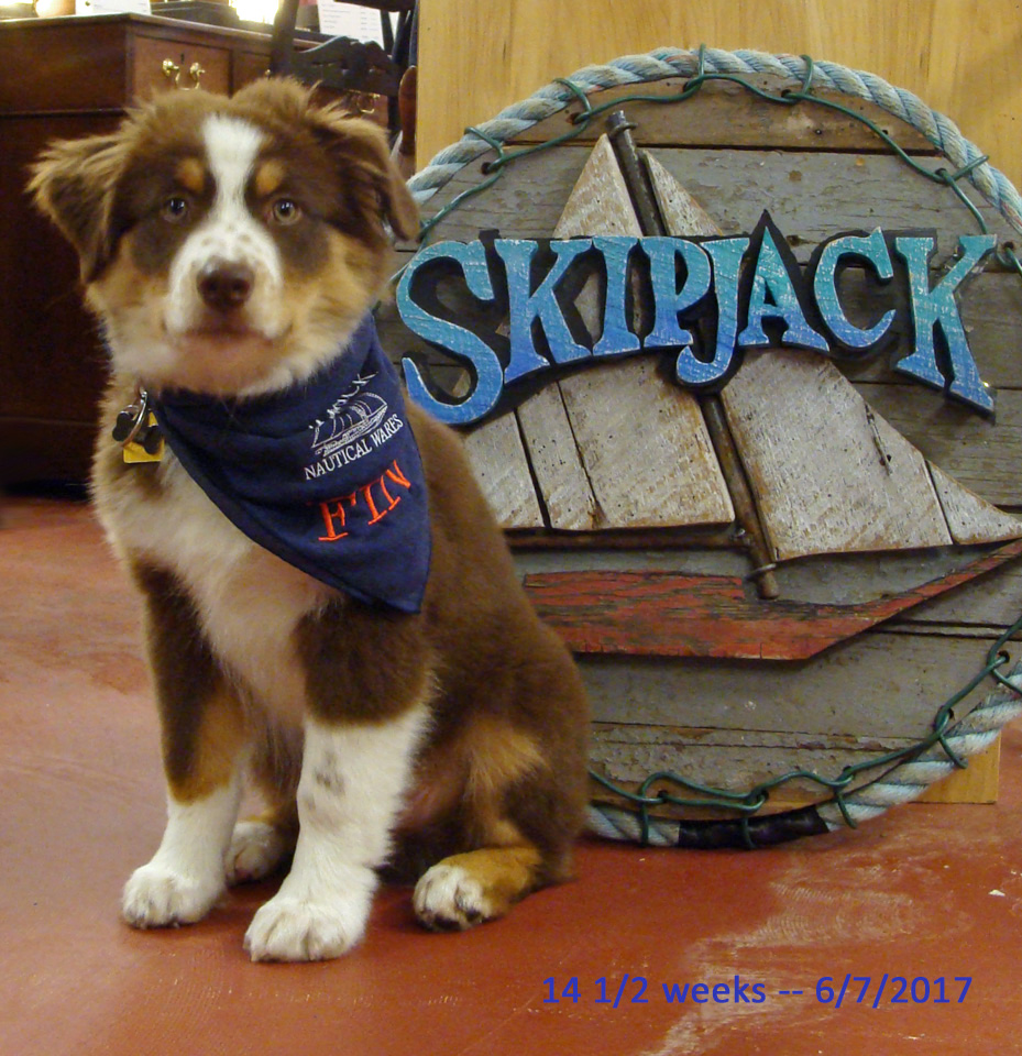 Fin at 14 weeks, Skipjack Nautical Wares shop puppy
