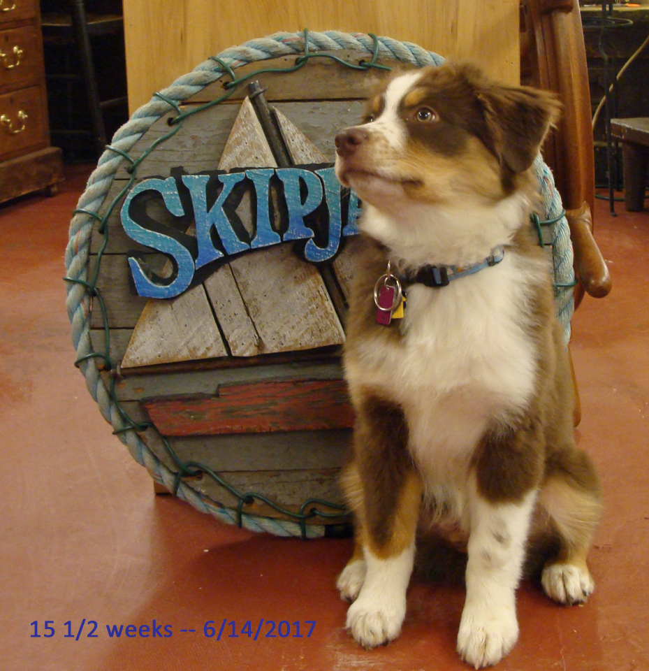 Fin at 15 weeks, Skipjack Nautical Wares shop puppy