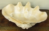 Giant  Late 19th Century Clam Shell