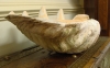 Giant  Late 19th Century Clam Shell, side view