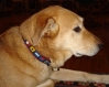 Nautical Dog Collars, 1.25" wide (for larger dogs) -- Choose From 11 Nautical/ Coastal Designs