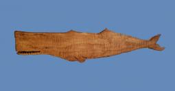 Folk Art Tiger Maple Sperm Whale Silouette Wall Hanging Marine Art